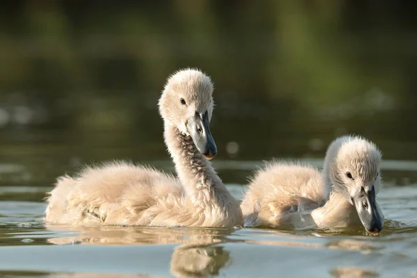 Mladé Labutě Jezírku Při Západu Slunce — Stock fotografie