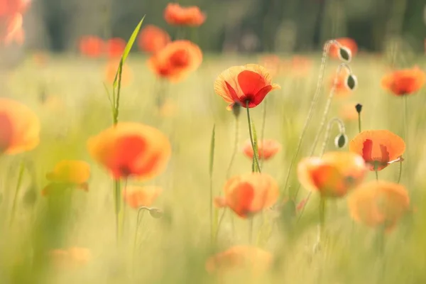 Papaveri Nel Campo Una Mattina Primavera — Foto Stock