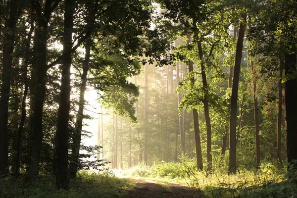 Forest Path Sunrise Oak Trees Lit Rays Sun — Stock Photo, Image