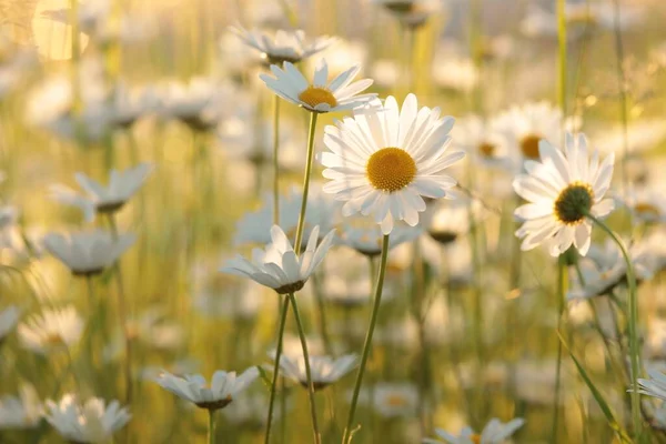 Daisies Spring Meadow Sunset — Stock Photo, Image