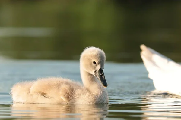 Cisne Jovem Seguir Sua Mãe Uma Manhã Ensolarada — Fotografia de Stock