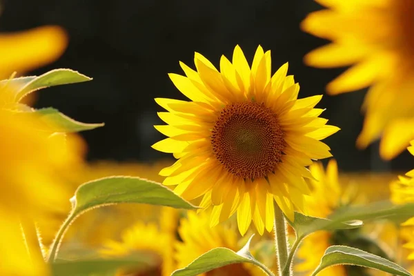 向日葵 太阳落山时在田野里的金银花 — 图库照片