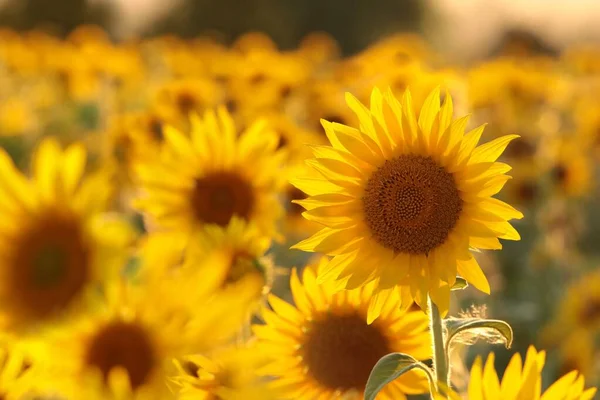 Słonecznik Helianthus Annuus Polu Zachodzie Słońca — Zdjęcie stockowe