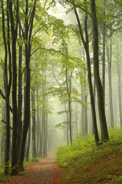 Pfad Durch Den Herbstlichen Buchenwald Bei Nebligem Wetter — Stockfoto