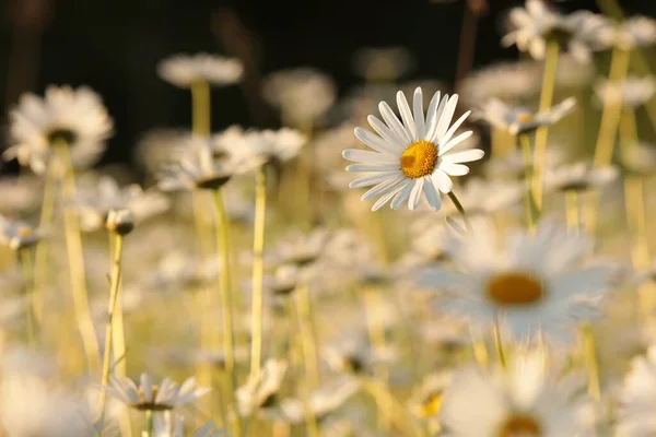 Daisy Våräng Vid Soluppgången — Stockfoto