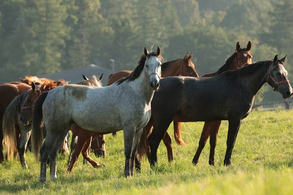 Mares Pascolo Una Mattina Sole — Foto Stock