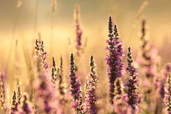 Soluppgång Över Ängen Vid Dimmigt Sommarväder — Stockfoto