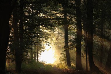 Sisli bir sonbahar sabahında meşe ağaçları arasında bir orman yolu.