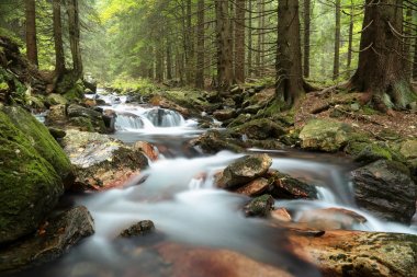 Forest stream clipart
