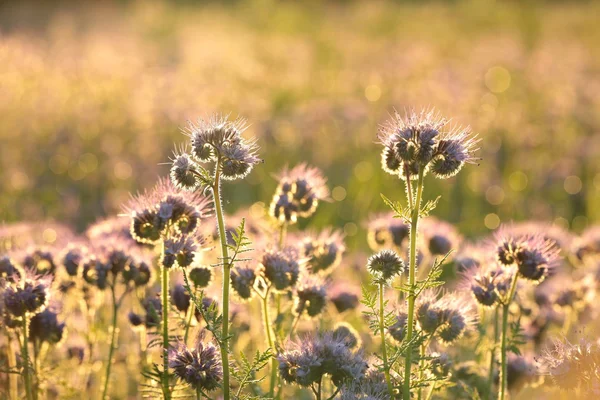 Flowering herbs in the field at dawn — Stock Photo, Image