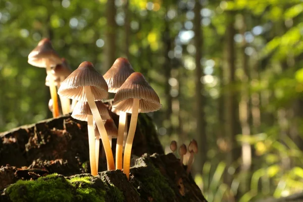 Mushrooms on the tree trunk — Stock Photo, Image