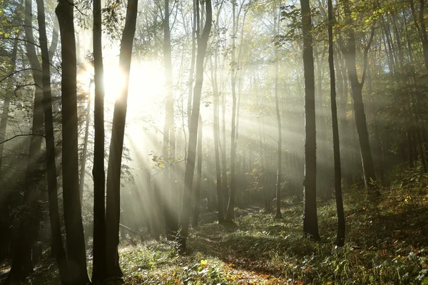 Mlhavý podzimní les za úsvitu — Stock fotografie