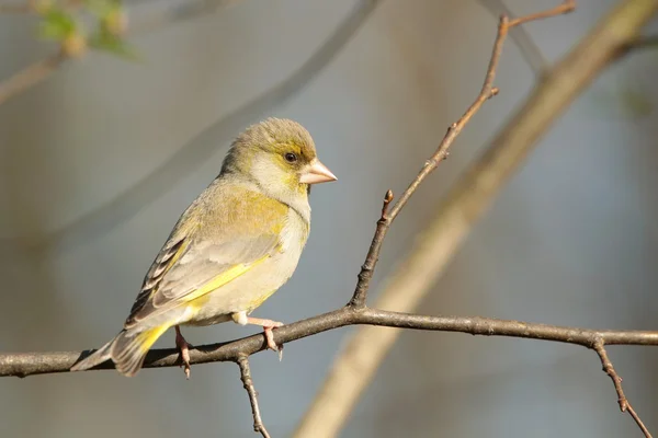 Greenfinch — Stock Photo, Image