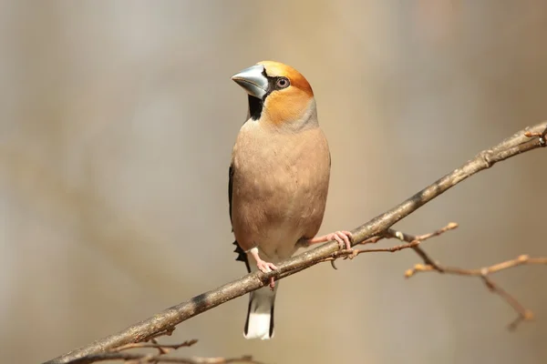 Grosbeak. — Foto de Stock