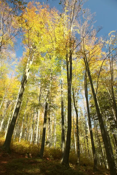 Autumn beech forest — Stock Photo, Image
