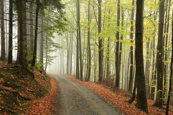 Pittoreske herfst bos — Stockfoto