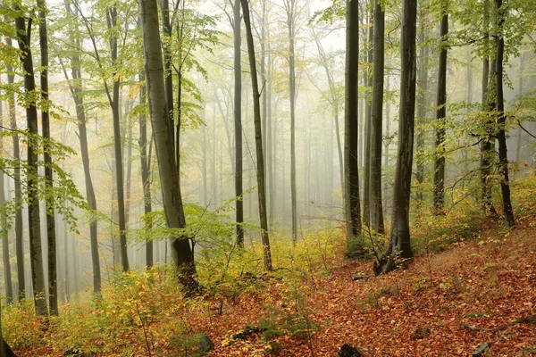 Bosque de haya de otoño —  Fotos de Stock
