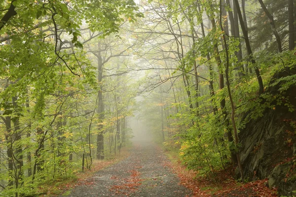 Chemin à travers la forêt d'automne — Photo