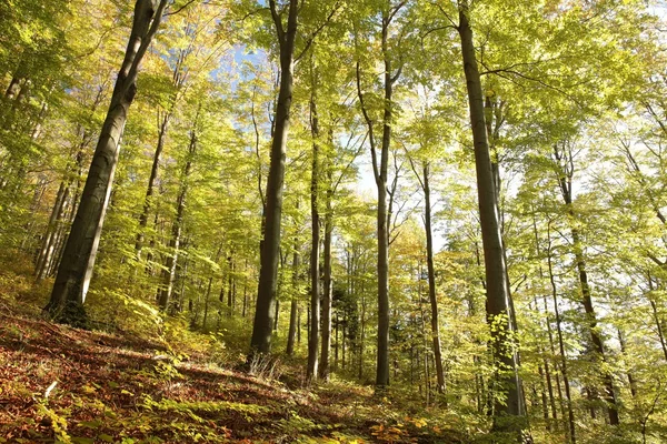 Floresta de faia de outono — Fotografia de Stock