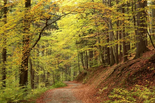 Malowniczy las jesienny — Zdjęcie stockowe