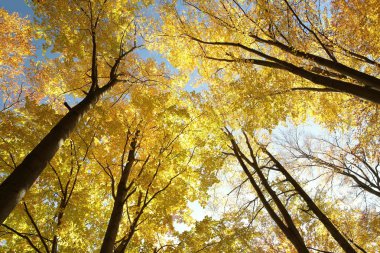 Autumn beech trees clipart