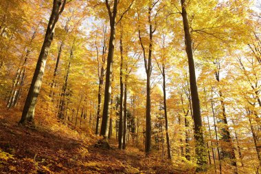 görkemli kayın ormanı
