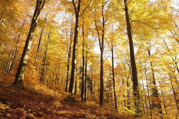 Majestic beech forest — Stock Photo, Image