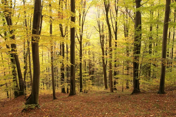 Осенний буковый лес — стоковое фото