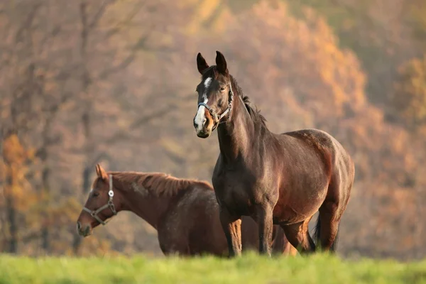 牧草地で馬が — ストック写真