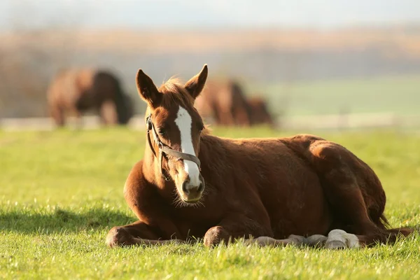 Pony in het weiland — Stockfoto