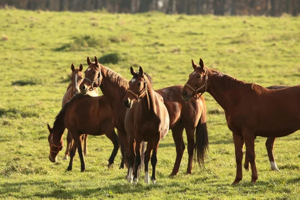 Horses in the meadow — Stock Photo, Image