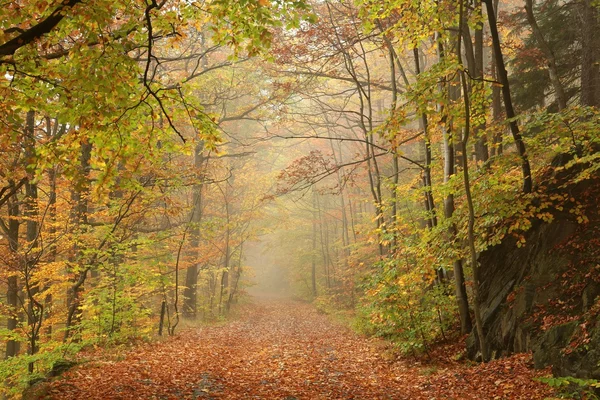 Chemin à travers la forêt d'automne — Photo