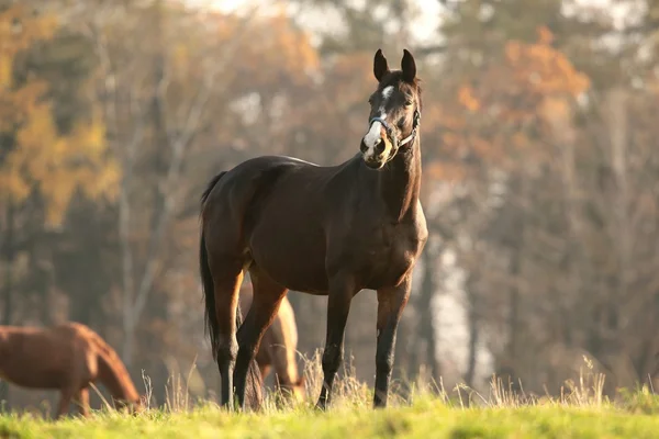 Cavallo in un pascolo — Foto Stock