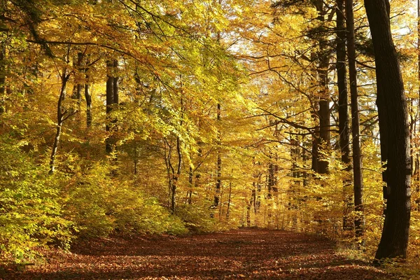 Caminho através da floresta de outono — Fotografia de Stock