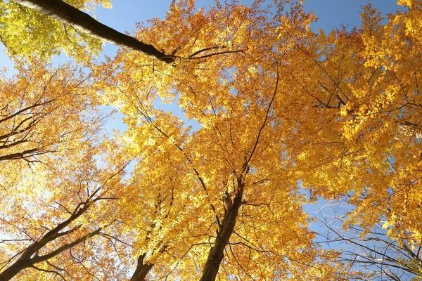 Haya de otoño — Foto de Stock