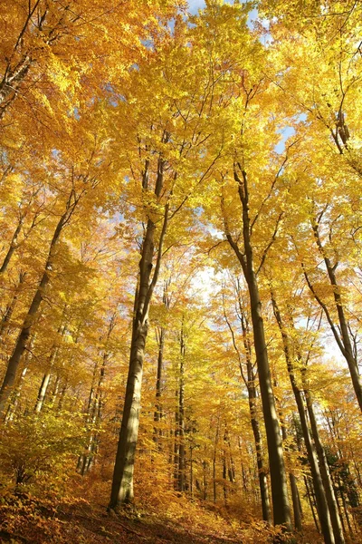 Majestic beech forest — Stock Photo, Image