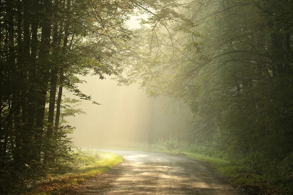 Mglisty jesień las na wschód — Zdjęcie stockowe