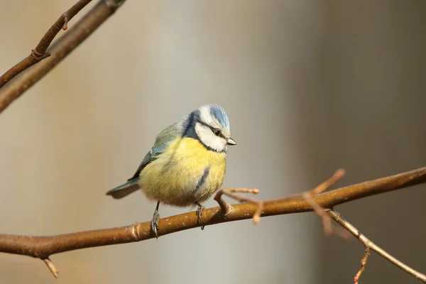 Blue tit — Stock Photo, Image