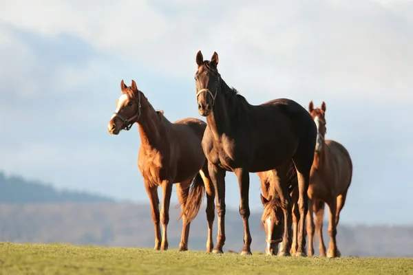 Caballos por la mañana — Foto de Stock