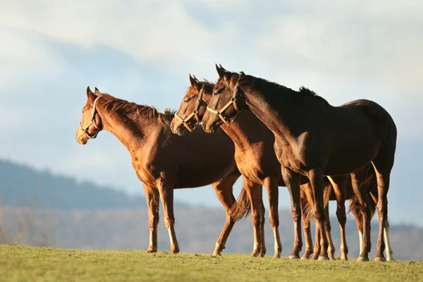 Paarden in de ochtend — Stockfoto