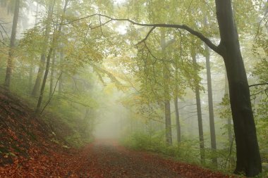 Erken sonbahar orman yolundan