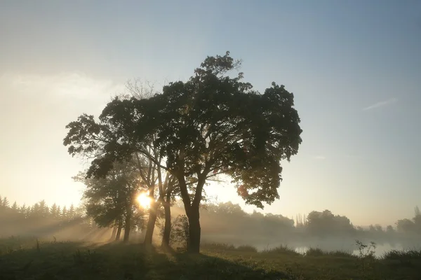 Maple trees on a foggy autumn morning — Stock Photo, Image