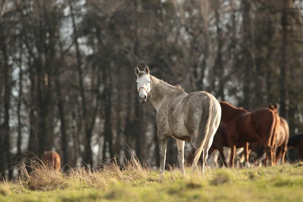 Rse in einer Weide — Stockfoto