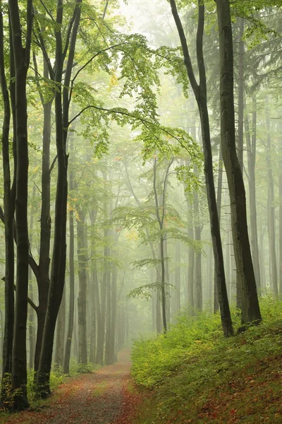 Weg durch den herbstlichen Wald — Stockfoto