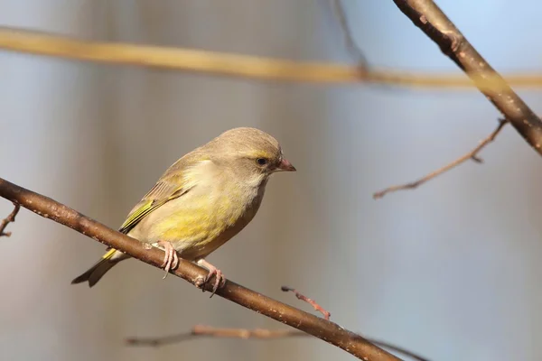 Greenfinch — стокове фото