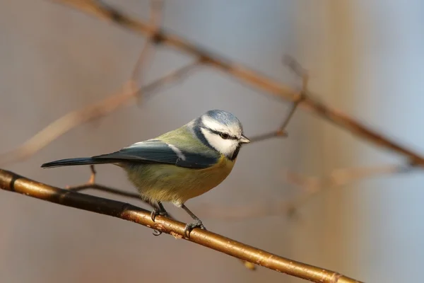 Blue tit — Stock Photo, Image