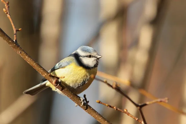 Blue tit — Stock Photo, Image