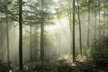 Bahar kayın ormanı