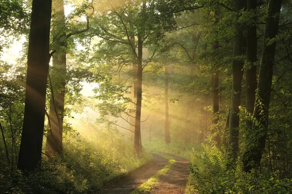 Деревенская дорога через лес — стоковое фото