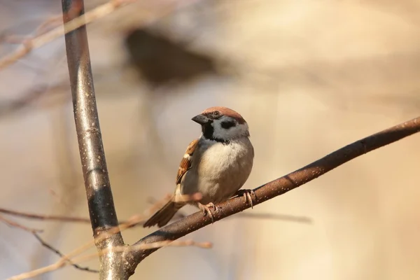Eurasian Tree Sparrow — Stock Photo, Image